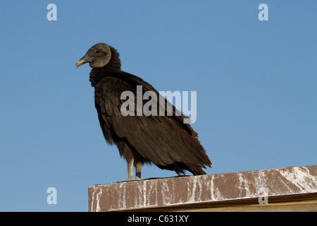 Urubu noir (Coragyps atratus) perching Banque D'Images