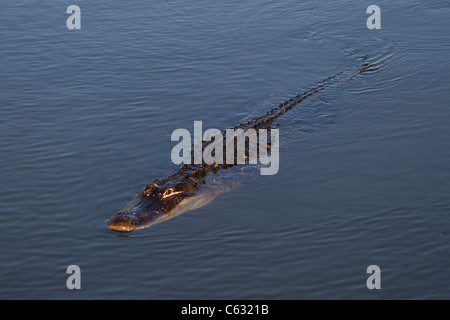 Alligator Alligator mississippiensis () Banque D'Images