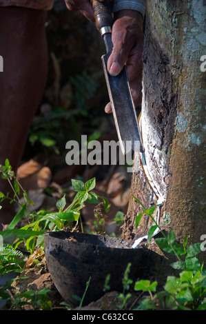 L'extraction à partir de latex de caoutchouc d'hévéa Kalaketty Estate Kanjirapally Kerala Inde du Sud Banque D'Images