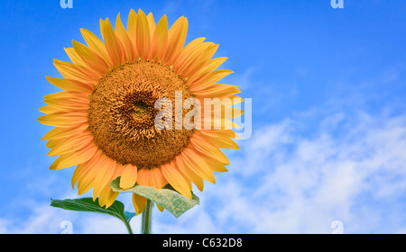 De tournesol dans l'Ombrie, Italie Banque D'Images