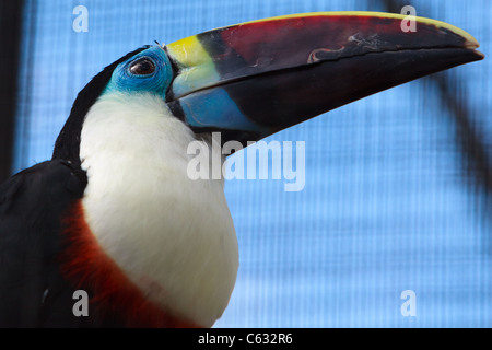 Toucan à gorge blanche (Ramphastos tucanus) ou le bec rouge Toucan Banque D'Images