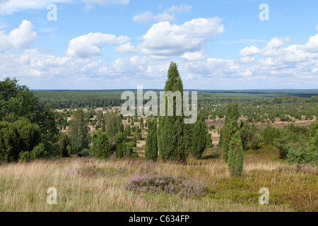 Vue panoramique du Mont Wilsede, Luneburg Heath, Basse-Saxe, Allemagne Banque D'Images