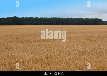 Un champ d'orge prêt pour la récolte dans la région de North Norfolk, Angleterre. Banque D'Images