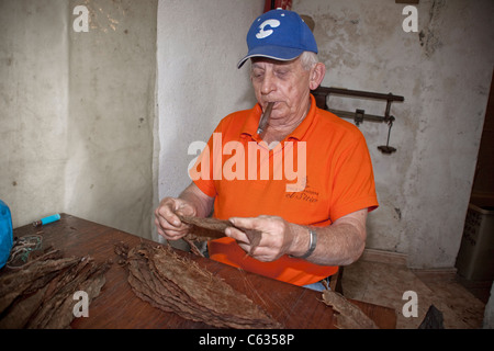 Vieil homme produisant les cigares et cigarettes, tabac fabrication el sitio, Brena Alta, la palma, Canary Islands, Spain, Europe Banque D'Images