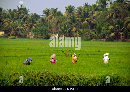 Quatre femmes dans les rizières Inde du Sud Kerala Backwaters Banque D'Images