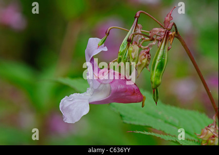 Close-up de la balsamine de l'himalaya Impatiens glandulifera un plantes envahissantes non indigènes ou de mauvaises herbes dans les îles britanniques. Banque D'Images