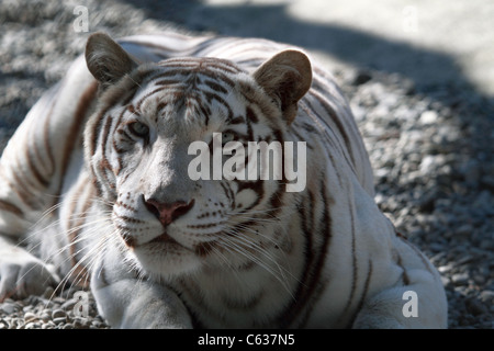 Tigre blanc accroupi Banque D'Images