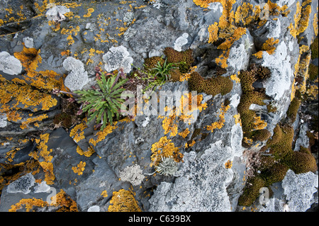 Fair Isle Côte Sud falaise rochers sont couverts en variété de lichens archipel subarctique Shetland Ecosse UK Europe Banque D'Images