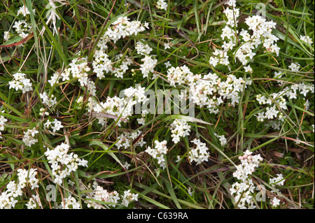 Heath Le gaillet (Galium saxatile) fleurs dans la prairie Fair Isle Shetland Islands Ecosse Archipel subarctique UK Europe Banque D'Images