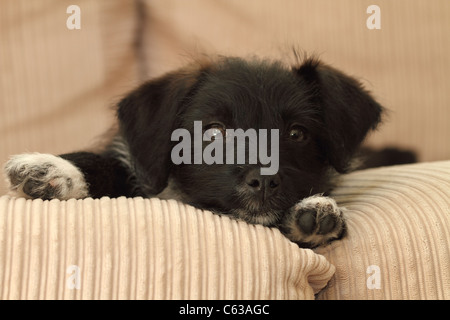 Jack Russell chiot croisée caniche miniature Banque D'Images