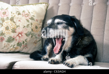 Personnes âgées dog sitting on couch yawning Banque D'Images