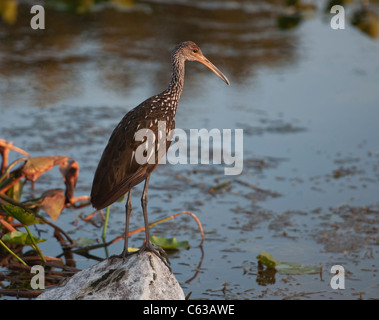 Un Limpkin perché le long de la rivière Haines Creek dans le comté de Lake Central Florida USA Banque D'Images