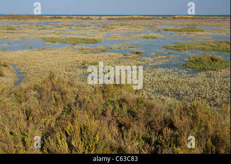 Dune à cacher derrière la marée. Banque D'Images