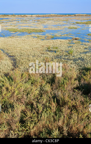 Dune à cacher derrière la marée. Banque D'Images