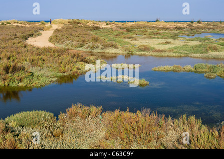 Dune à cacher derrière la marée. Banque D'Images