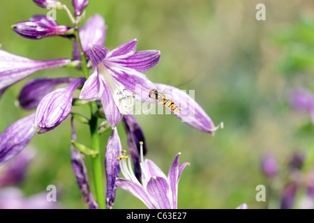 Petits volants sur wasp blossom bell avec arrière-plan flou Banque D'Images