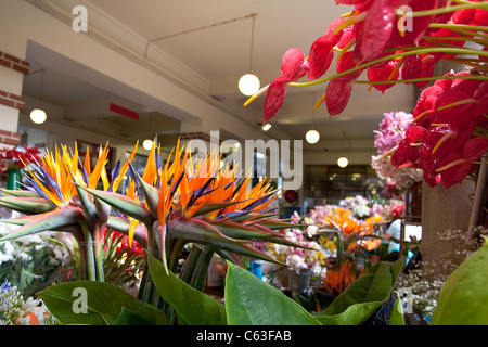 Marché aux fleurs à l'intérieur de Madère Funchal Banque D'Images