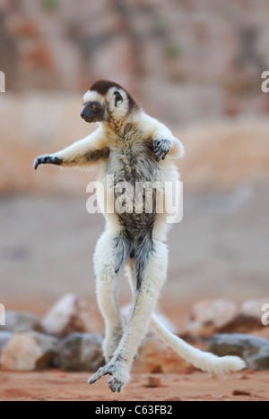 Le Propithèque de verreaux (Propithecus verreauxi) danser dans la réserve naturelle de Berenty, dans le sud de Madagascar Banque D'Images