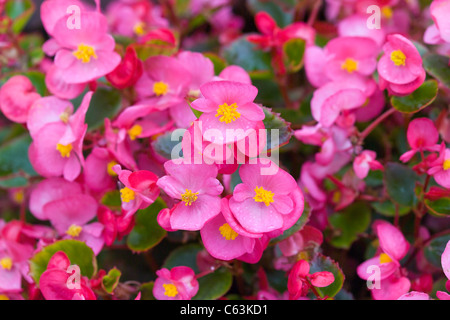 Wax Begonia fleurs Banque D'Images