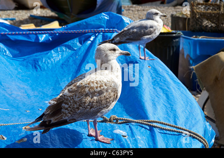 Young European Herring Gull Larus argentatus sur les bateaux, la bière beach, Devon, Angleterre Banque D'Images
