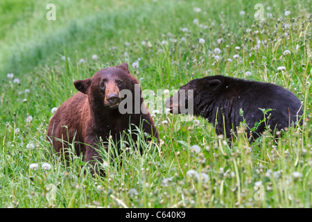 Ours noir (Ursus americanus), Femme avec cub Banque D'Images