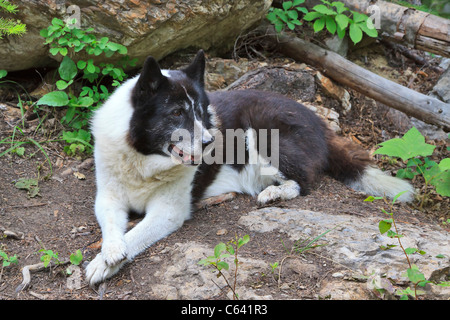 Chien d'ours de Carélie. Une race finlandais. Tenace et courageux, produites à chasser l'ours et d'autres gros animaux agressifs. Banque D'Images