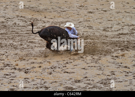 Un bouvillon sur l'eau et la boue d'après-midi, dans le cadre du Stampede de Calgary, Alberta, Canada. Banque D'Images