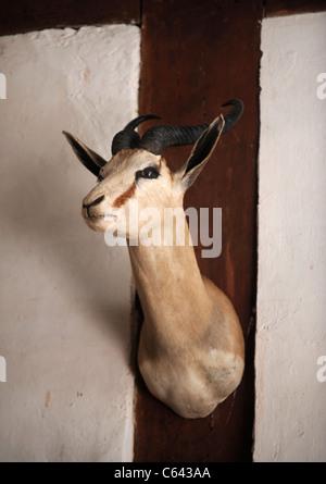 Un springbok la tête dans le Grand Hall du Cothay Manor près de Wellington, Somerset UK Banque D'Images