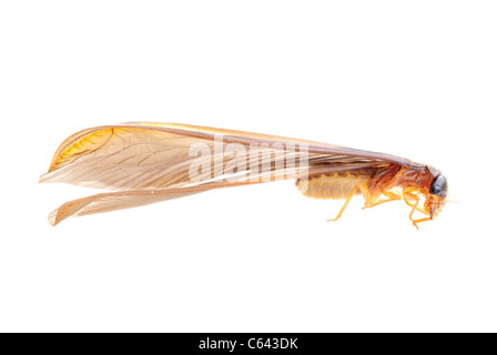 Termite insecte fourmi blanche Banque D'Images