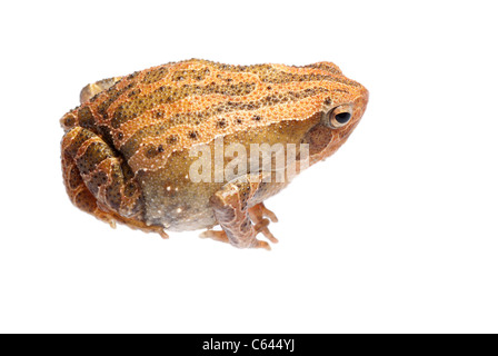 L'amphibian frog isolated on white Banque D'Images