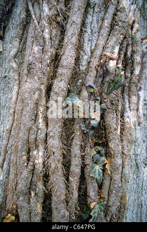 Le lierre (Hedera helix) vignes et les racines d'enrober de tronc d'arbre d'érable sycomore (Acer pseudoplatanus L.) Banque D'Images