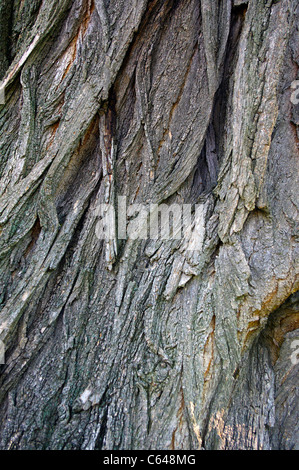 Close up de l'écorce des arbres, le robinier Robinia pseudoacacia Banque D'Images