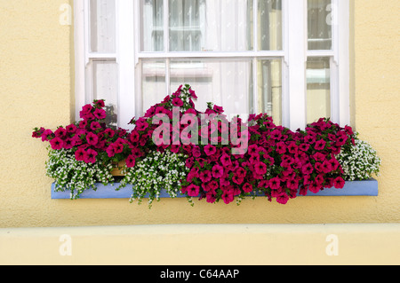 Boîte à fleurs fenêtre .Pétunia Appledore North Devon. Banque D'Images