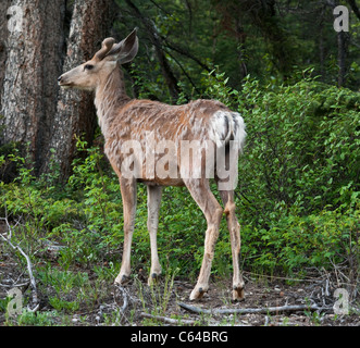 Un jeune homme le wapiti sur le côté de l'opf la route sur la Bow Valley Parkway, dans le parc national Banff. Banque D'Images