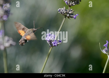 Macroglossum stellatarum Sphynx colibri en vol, la collecte de nectar de fleur de lavande Banque D'Images