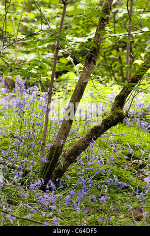 Bluebells parmi les arbres à Appleton's Rough gués à Warrington, Cheshire, Angleterre Banque D'Images