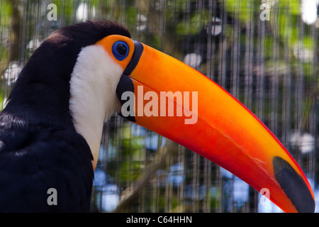 La Toco Toucan (Ramphastos toco) est le plus grand et le mieux connu dans la famille de Toucan. Banque D'Images