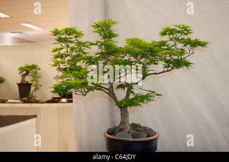 Jardins Kanapaha Spring Festival Gainesville en Floride. Acer palmatum l'érable japonais Bonsai Banque D'Images