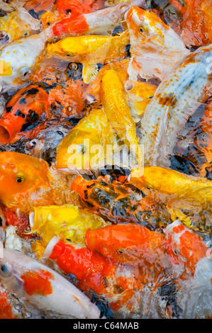 Une école de carpes koïs colorés dans une frénésie d'alimentation des surfaces Banque D'Images