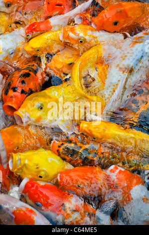 Une école de carpes koïs colorés dans une frénésie d'alimentation des surfaces Banque D'Images