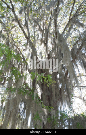 Kanapaha Spring Festival Gainesville en Floride à la recherche en grand arbre avec de la mousse espagnole Banque D'Images