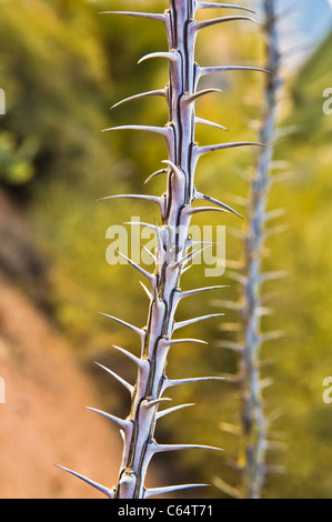 L'ocotillo (Fouquieria splendens - aussi appelé le coachwhip, Jacob son personnel, et la vigne cactus) est curieux et unique. Banque D'Images