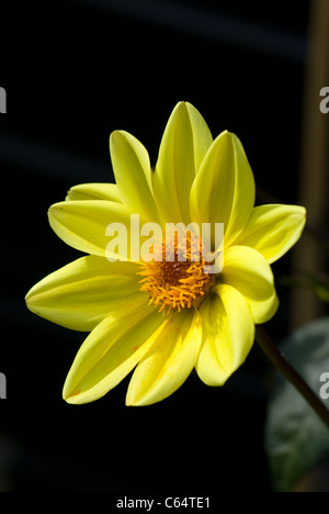 Dahlia 'Bishop of York' Banque D'Images