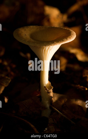 Entonnoir Clitocybe geotropa Parade (évêque) en bois, nr Selby, Yorkshire du Nord Banque D'Images