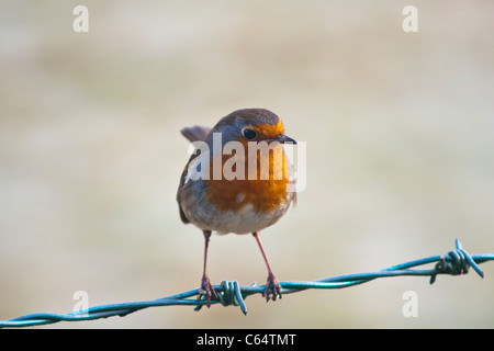 Des mammifères, des oiseaux, Robin européen, Erithacus rubecula aux abords Banque D'Images