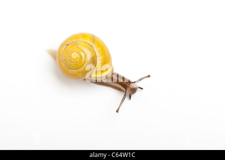 White-labiés, escargot Cepaea hortensis, forme jaune, Derbyshire Banque D'Images