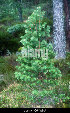 Les jeunes épinettes de Norvège, Picea abies, Grampian, Ecosse Banque D'Images