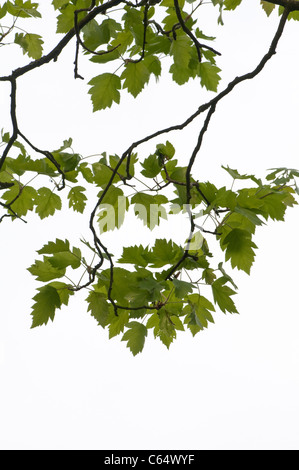 Alisier torminal sorbus torminalis :. Kent, Angleterre. Également connu sous le nom de Chequers arbre, en raison de motifs d'écorce. Banque D'Images