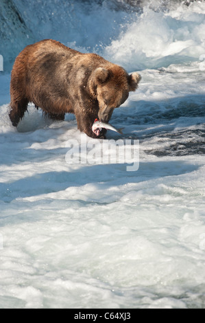 Ours brun Ours / Banque D'Images