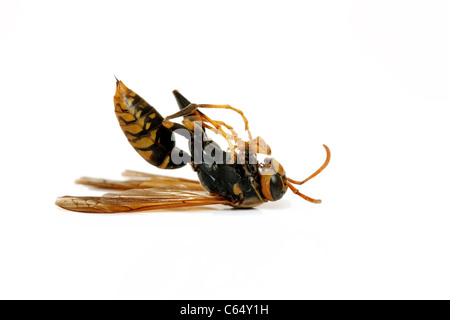 Wasp mort sur fond blanc Banque D'Images